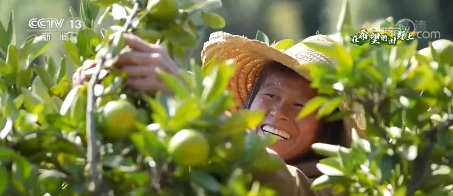 
广州市妇女儿童医疗中心黄牛代挂号电话票贩子号贩子网上预约挂号,住院检查加快,各地特色经济作物成为助农增收富民产业