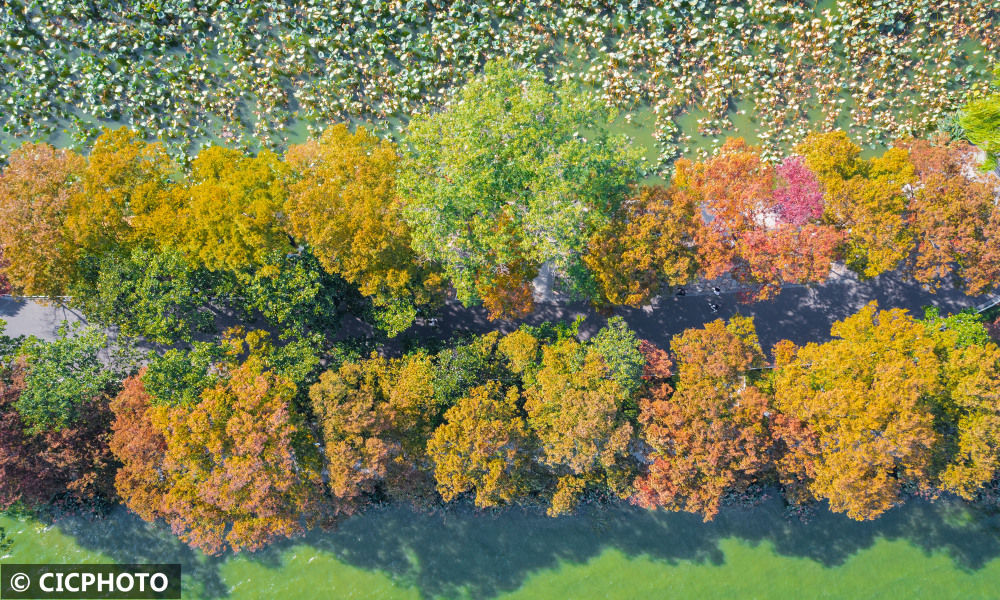 
东部战区总医院黄牛代挂号电话票贩子号贩子网上预约挂号,住院检查加快,南京玄武湖秋色斑斓如画