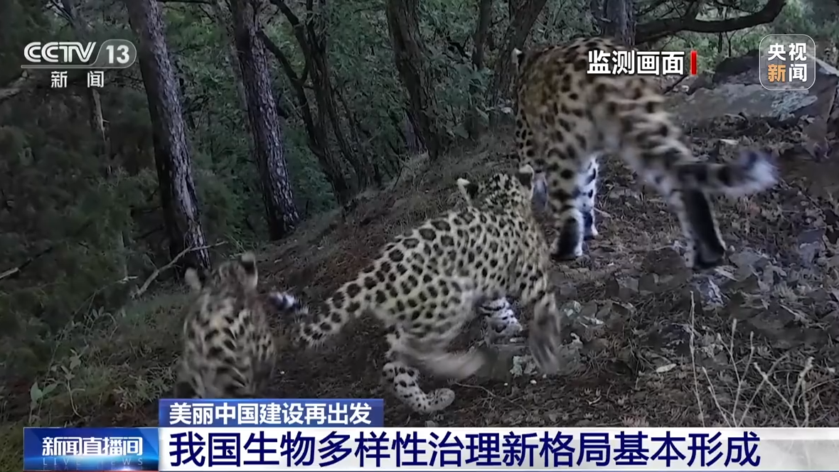 
中山大学孙逸仙纪念医院黄牛代挂号电话票贩子号贩子网上预约挂号,住院检查加快,美丽中国建设再出发 森林扩面提质 构筑生态屏障