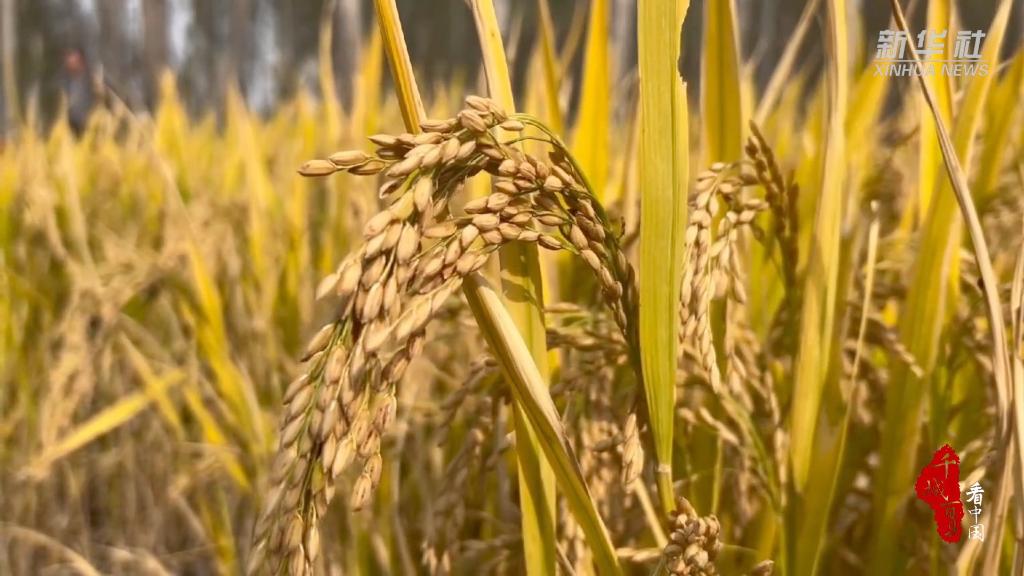 
北京广安门中医院黄牛代挂号电话票贩子号贩子网上预约挂号,住院检查加快,千城百县看中国｜河北保定：秋风阵阵稻花香