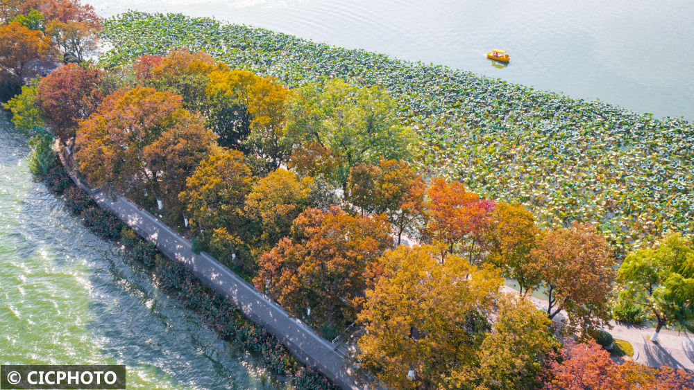 
东部战区总医院黄牛代挂号电话票贩子号贩子网上预约挂号,住院检查加快,南京玄武湖秋色斑斓如画