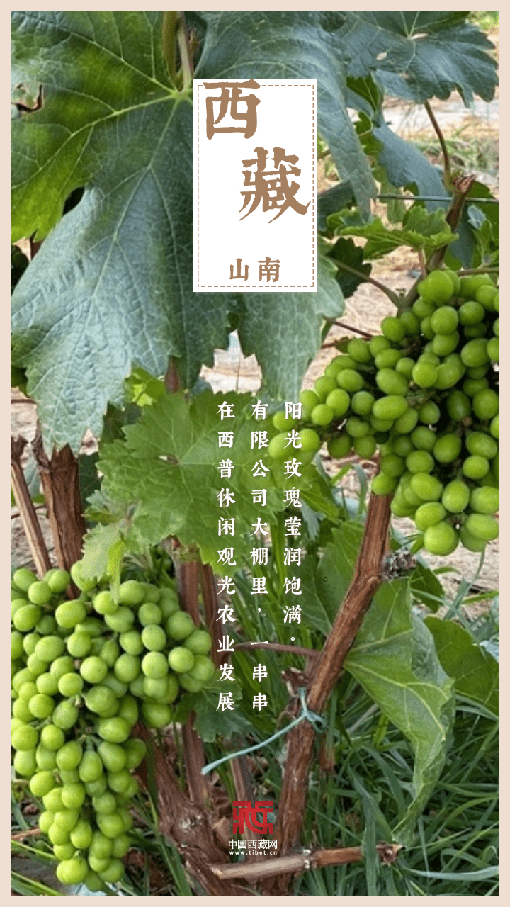 
西安市儿童医院黄牛代挂号电话票贩子号贩子网上预约挂号,住院检查加快,海报｜金秋西藏，又是一年好“丰”景