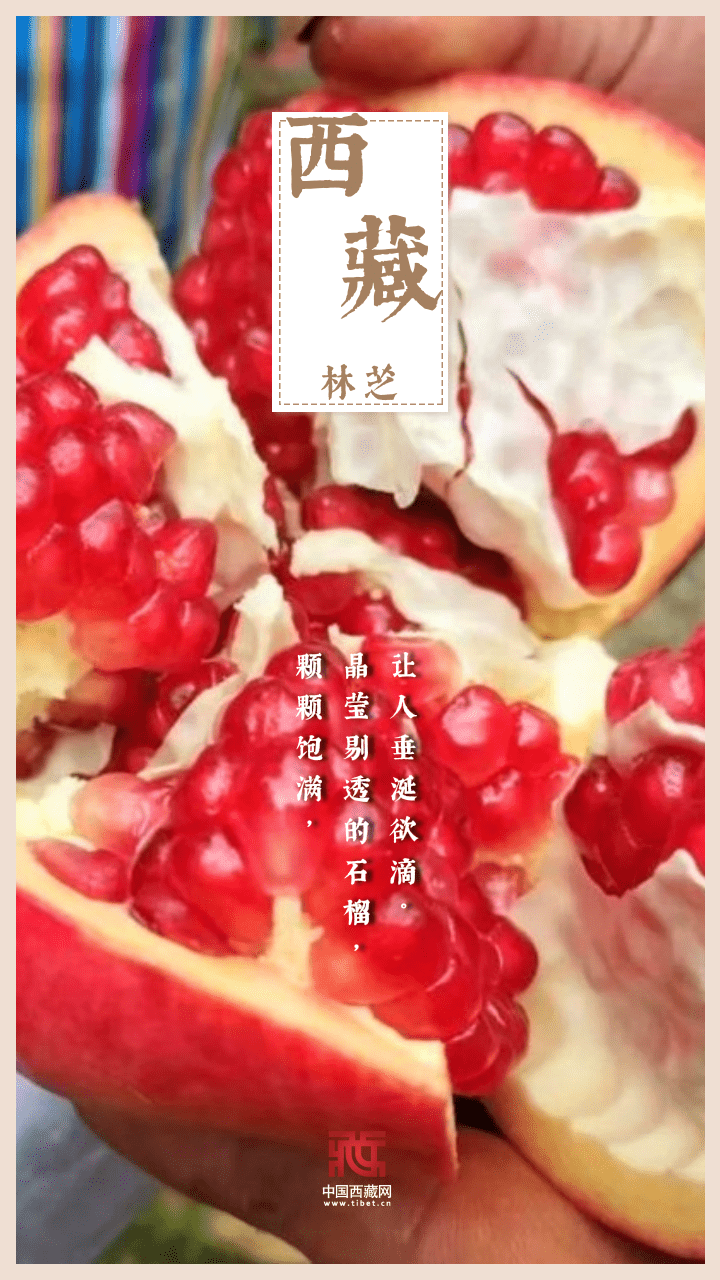 
西安市儿童医院黄牛代挂号电话票贩子号贩子网上预约挂号,住院检查加快,海报｜金秋西藏，又是一年好“丰”景