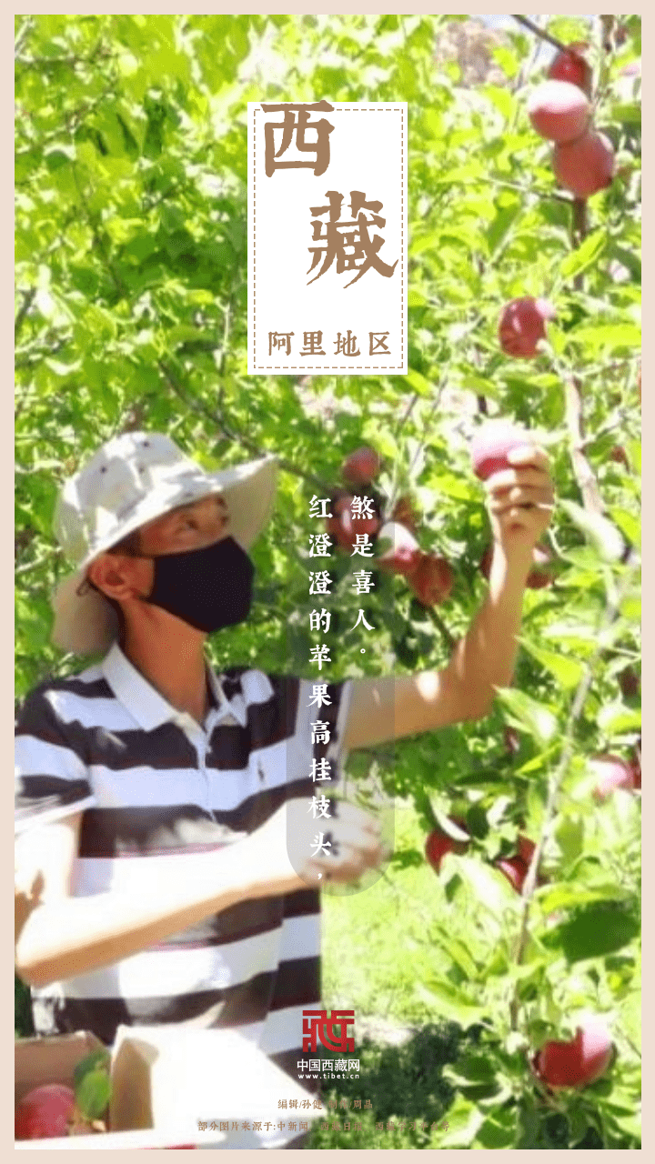 
西安市儿童医院黄牛代挂号电话票贩子号贩子网上预约挂号,住院检查加快,海报｜金秋西藏，又是一年好“丰”景