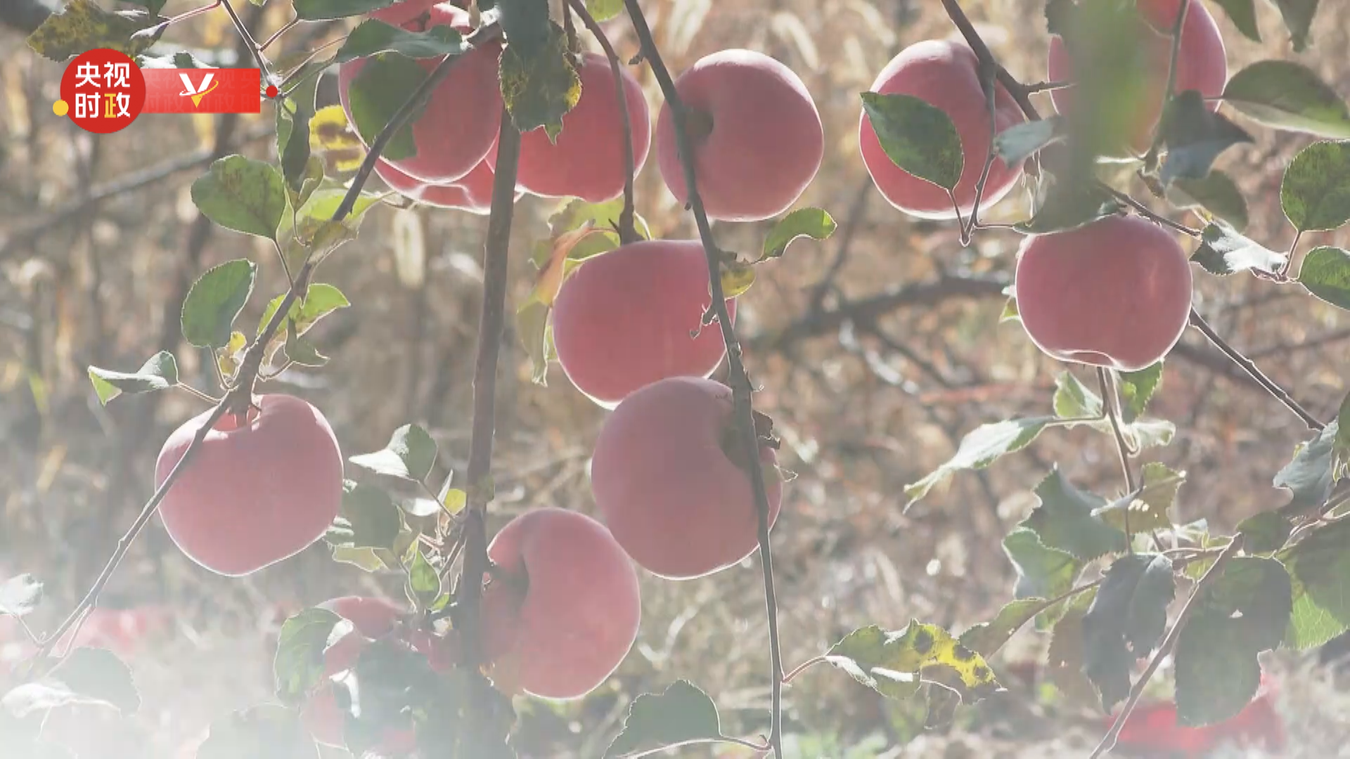 
南京脑科医院黄牛代挂号电话票贩子号贩子网上预约挂号,住院检查加快,习近平延安行丨山青景美产业旺——走进安塞区南沟村