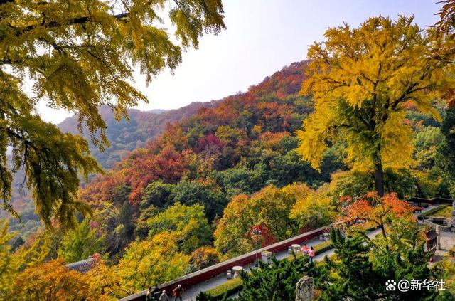 
江苏省第二中医院黄牛代挂号电话票贩子号贩子网上预约挂号,住院检查加快,诗意中国｜山明水净夜来霜，数树深红出浅黄