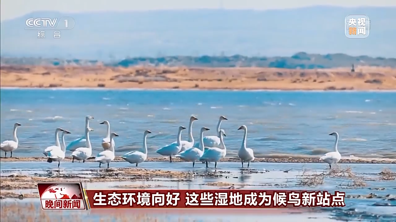 
上海第十人民医院黄牛代挂号电话票贩子号贩子网上预约挂号,住院检查加快,生态环境向好 这些湿地成候鸟越冬新站点