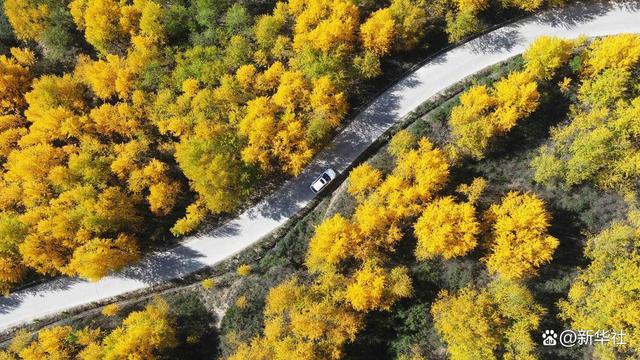 
江苏省第二中医院黄牛代挂号电话票贩子号贩子网上预约挂号,住院检查加快,诗意中国｜山明水净夜来霜，数树深红出浅黄