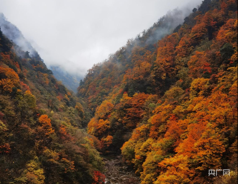 
广州中山眼科医院黄牛代挂号电话票贩子号贩子网上预约挂号,住院检查加快,神农架：千山万壑美如画 深秋赏景正当时