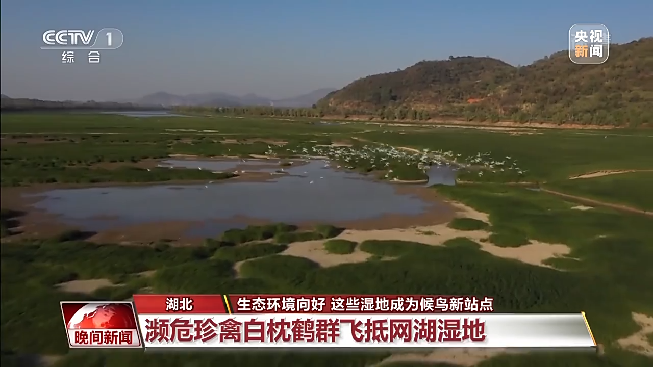 
上海第十人民医院黄牛代挂号电话票贩子号贩子网上预约挂号,住院检查加快,生态环境向好 这些湿地成候鸟越冬新站点