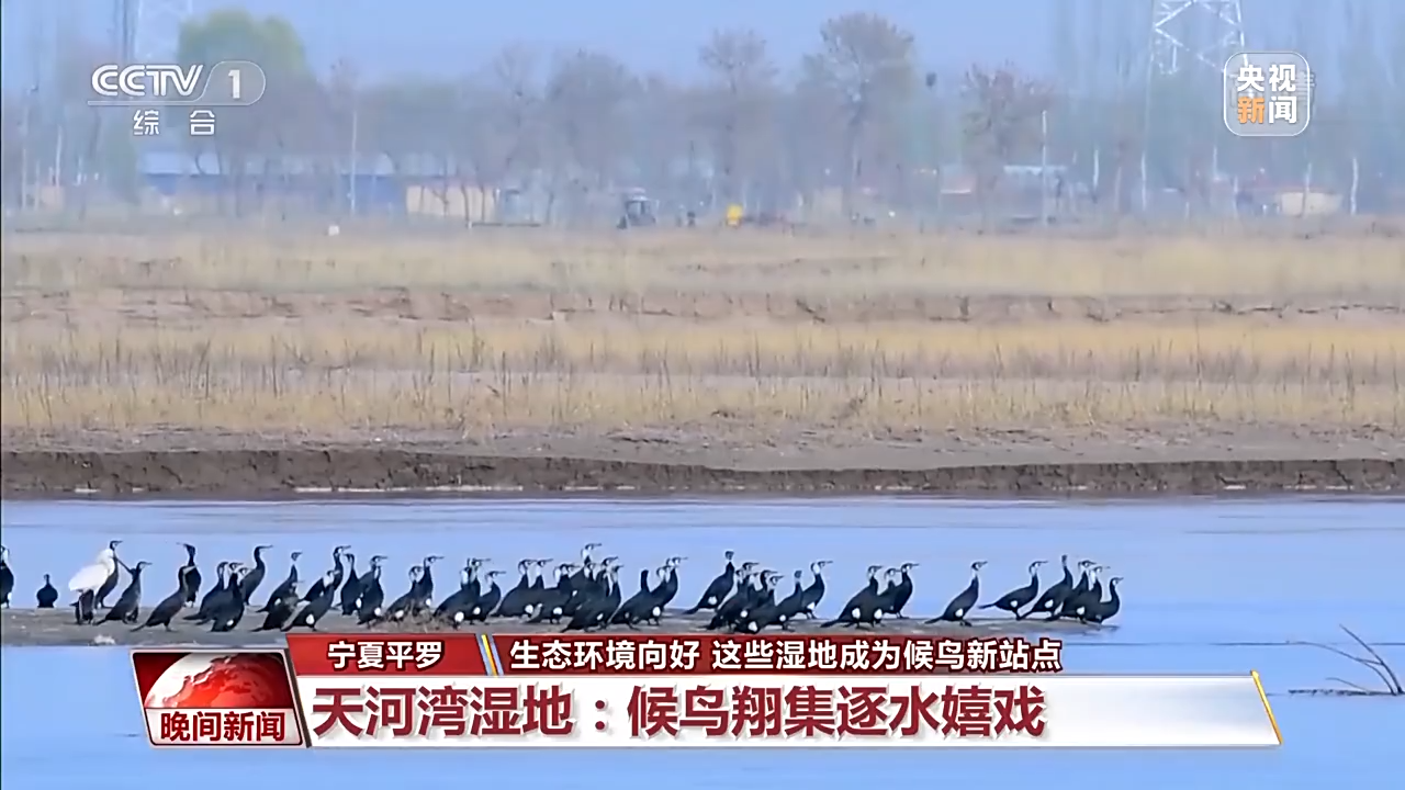 
上海第十人民医院黄牛代挂号电话票贩子号贩子网上预约挂号,住院检查加快,生态环境向好 这些湿地成候鸟越冬新站点