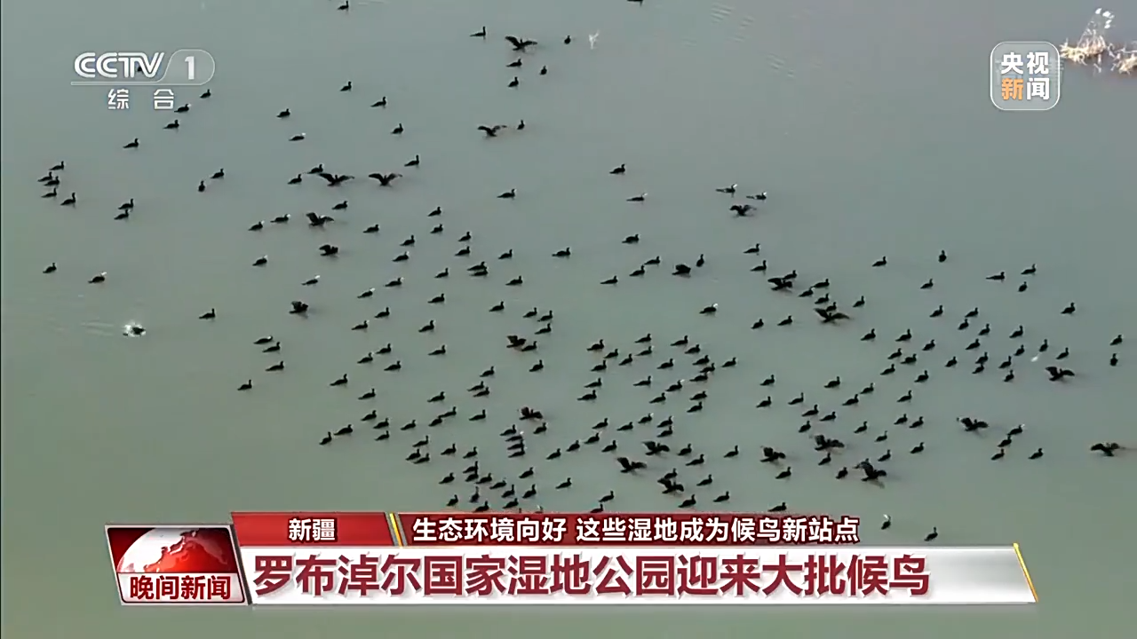 
上海第十人民医院黄牛代挂号电话票贩子号贩子网上预约挂号,住院检查加快,生态环境向好 这些湿地成候鸟越冬新站点