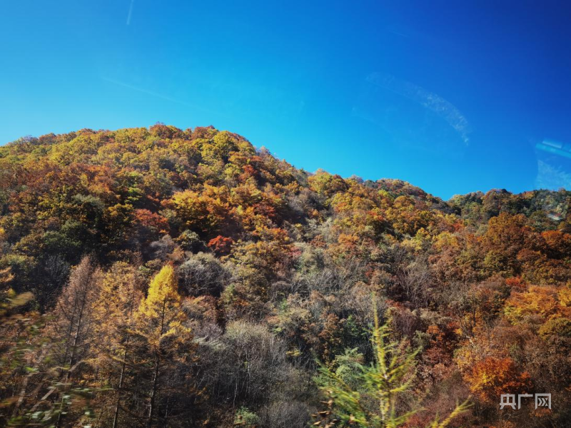 
广州中山眼科医院黄牛代挂号电话票贩子号贩子网上预约挂号,住院检查加快,神农架：千山万壑美如画 深秋赏景正当时