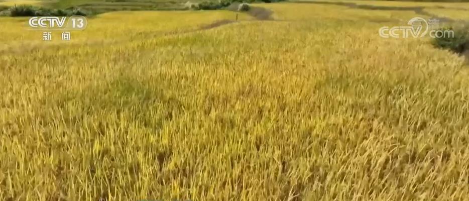 
北京中医院黄牛代挂号电话票贩子号贩子网上预约挂号,住院检查加快,立体多维政策保障 丰收背后的大国“粮”策