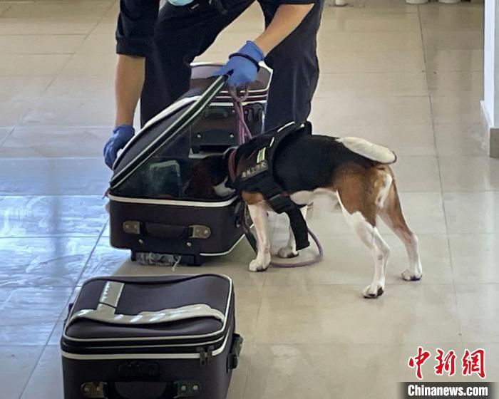 
北京302医院黄牛代挂号电话票贩子号贩子网上预约挂号,住院检查加快,探访国家犬类实验动物资源库：年产逾3000只 攻关创新药物