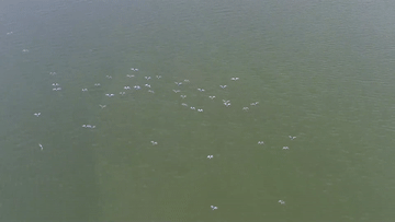 
天津肿瘤医院黄牛代挂号电话票贩子号贩子网上预约挂号,住院检查加快,湿地之美｜广州海珠湿地