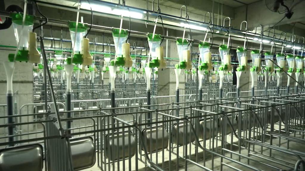 
江苏省第二中医院黄牛代挂号电话票贩子号贩子网上预约挂号,住院检查加快,坐电梯上楼 智能化投喂——探访现代化养猪新模式