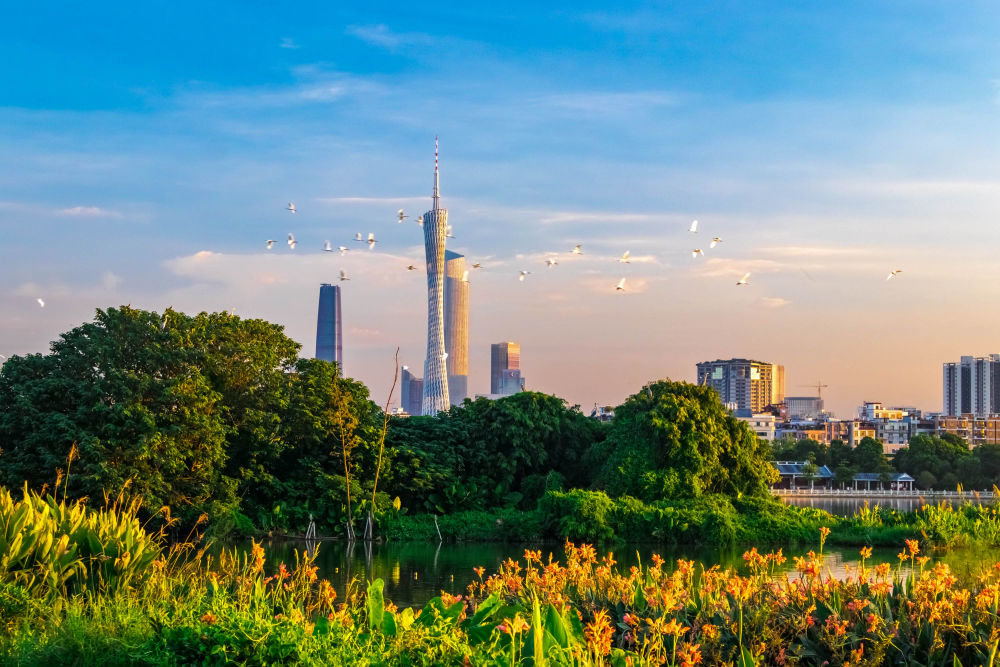 
天津肿瘤医院黄牛代挂号电话票贩子号贩子网上预约挂号,住院检查加快,湿地之美｜广州海珠湿地