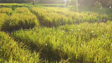 
天津肿瘤医院黄牛代挂号电话票贩子号贩子网上预约挂号,住院检查加快,湿地之美｜广州海珠湿地