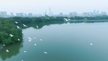 
天津肿瘤医院黄牛代挂号电话票贩子号贩子网上预约挂号,住院检查加快,湿地之美｜广州海珠湿地