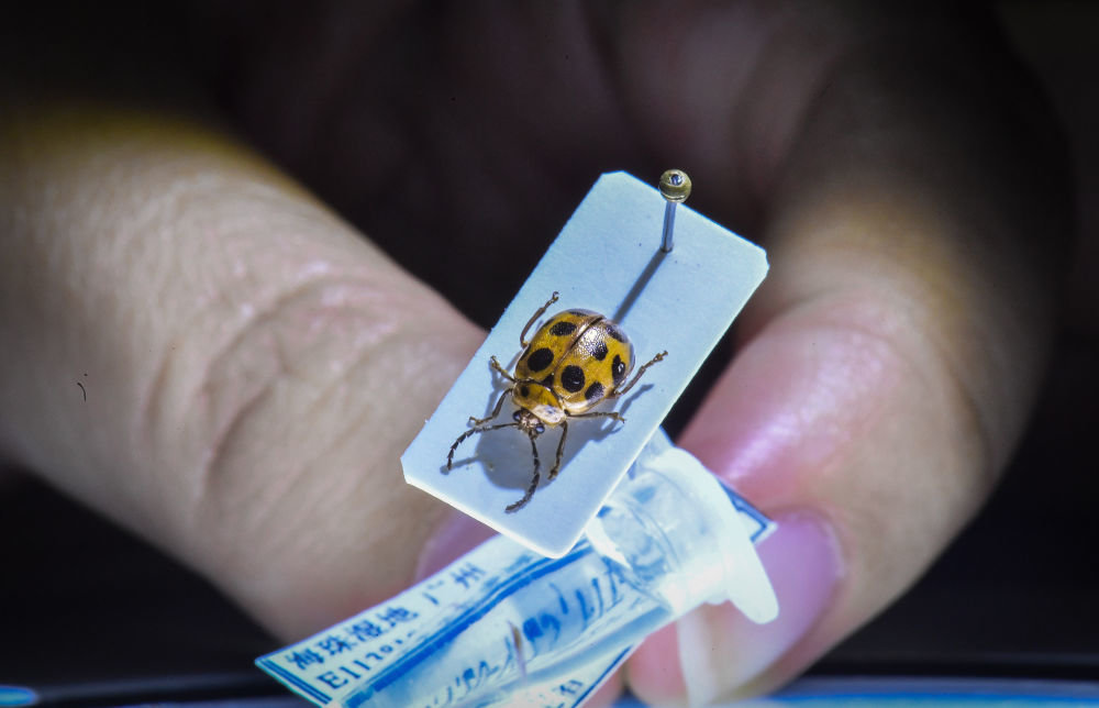 
天津肿瘤医院黄牛代挂号电话票贩子号贩子网上预约挂号,住院检查加快,湿地之美｜广州海珠湿地