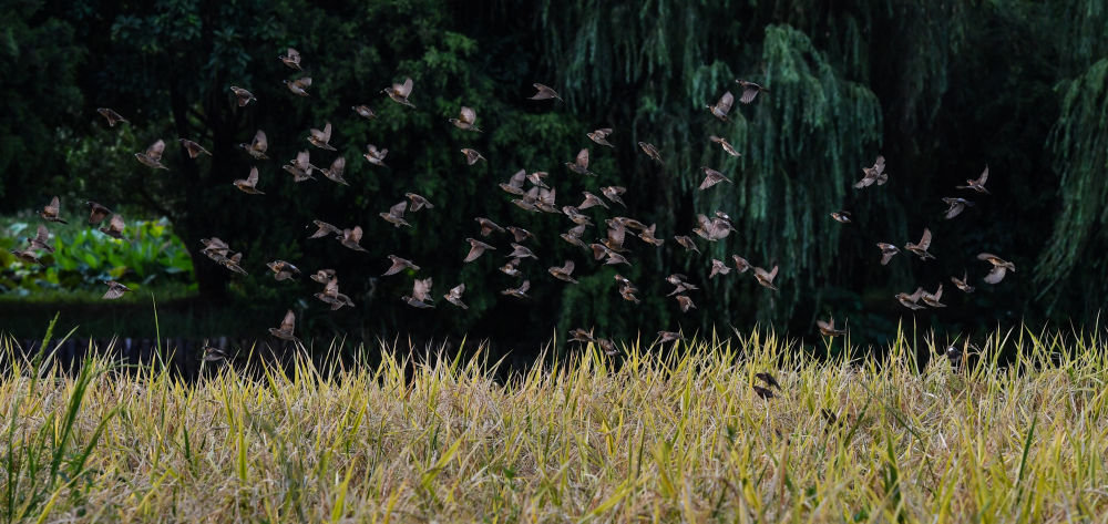 
天津肿瘤医院黄牛代挂号电话票贩子号贩子网上预约挂号,住院检查加快,湿地之美｜广州海珠湿地