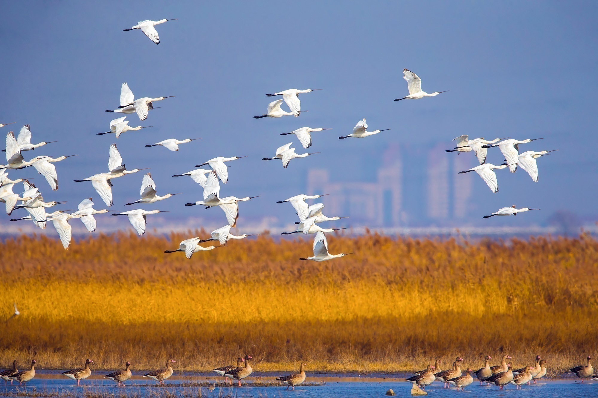 
首都医科大学附属儿童医院黄牛代挂号电话票贩子号贩子网上预约挂号,住院检查加快,海河观津丨百万候鸟来“息”，它们为何偏爱北大港？