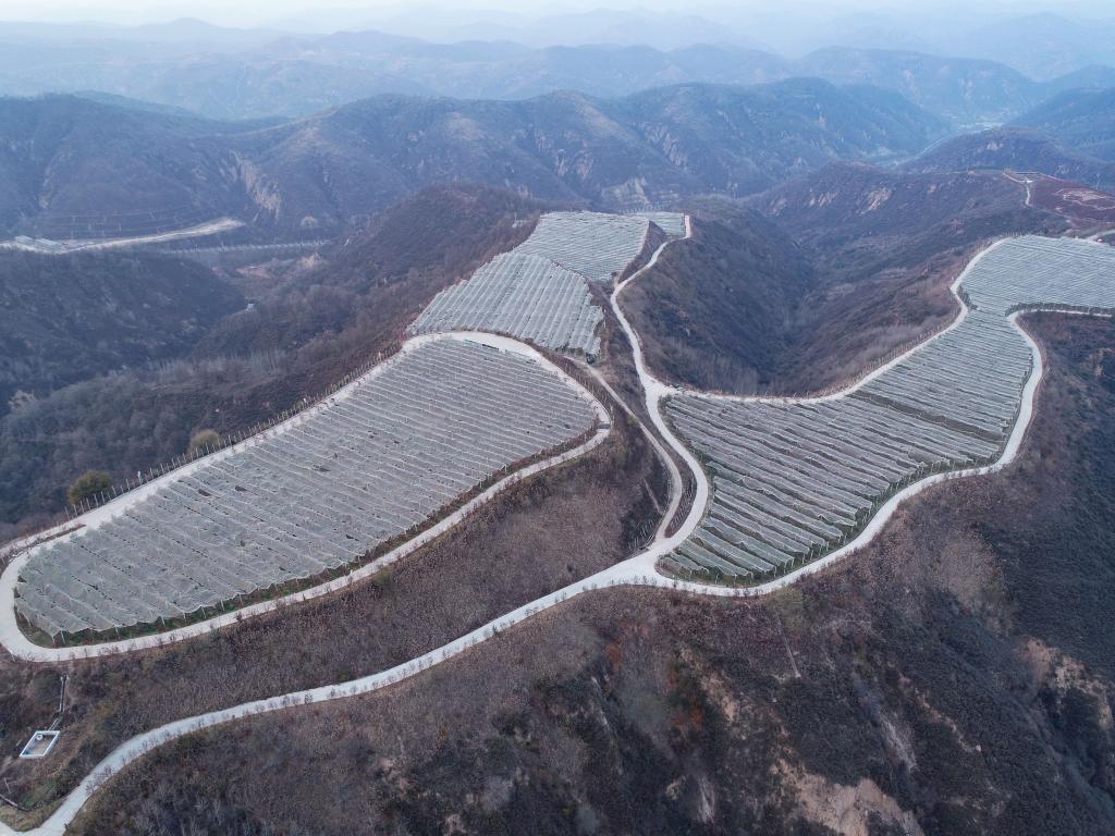 
东直门医院黄牛代挂号电话票贩子号贩子网上预约挂号,住院检查加快,沿着总书记的足迹·新闻多一点丨延安苹果让老乡们生活越来越红火