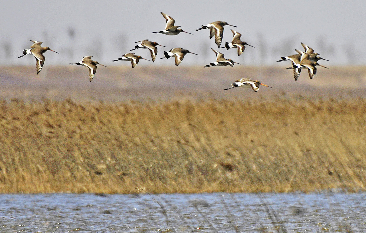 
首都医科大学附属儿童医院黄牛代挂号电话票贩子号贩子网上预约挂号,住院检查加快,海河观津丨百万候鸟来“息”，它们为何偏爱北大港？