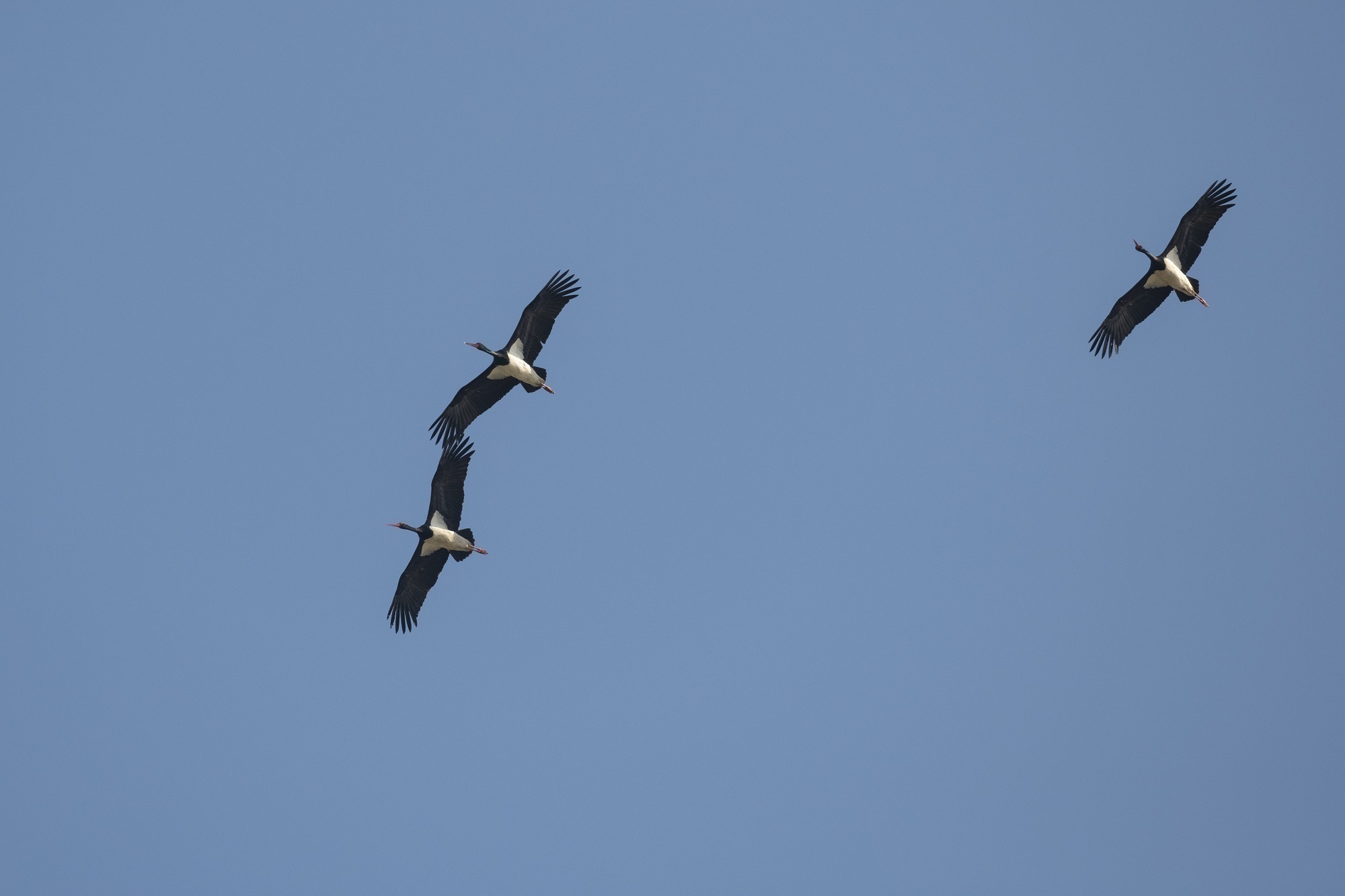 
首都医科大学附属儿童医院黄牛代挂号电话票贩子号贩子网上预约挂号,住院检查加快,海河观津丨百万候鸟来“息”，它们为何偏爱北大港？