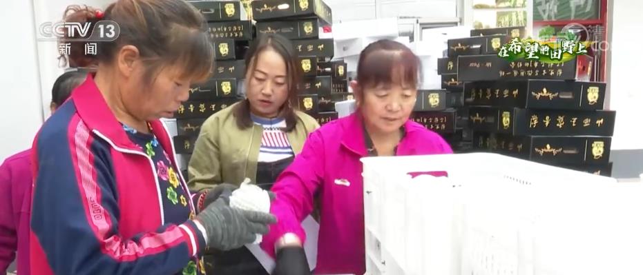
北京鼓楼医院孙凌云黄牛代挂号电话票贩子号贩子网上预约挂号,住院检查加快,在希望的田野上 | 梨挂满枝头 果农尽享丰收喜悦