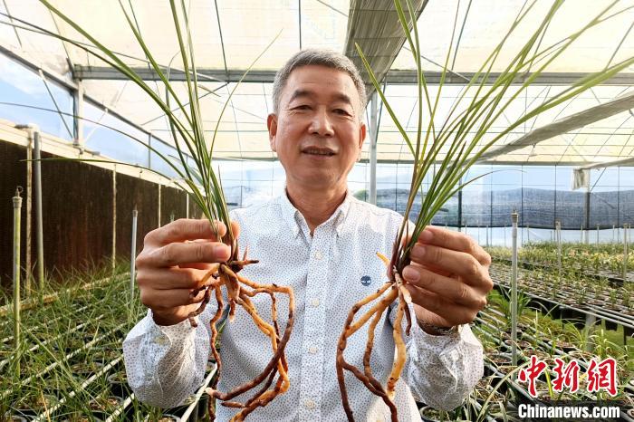 
上海儿科医院黄牛代挂号电话票贩子号贩子网上预约挂号,住院检查加快,台湾种兰人40载扎根闽南：带徒授艺 造福花农