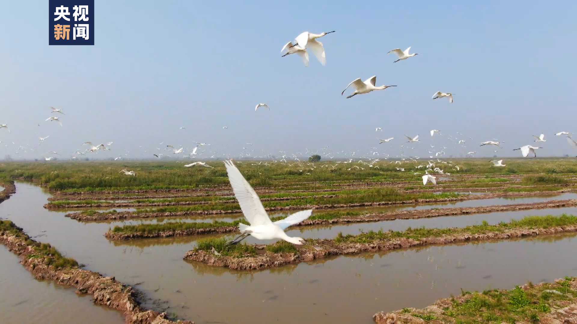 
上海胸科医院黄牛代挂号电话票贩子号贩子网上预约挂号,住院检查加快,40万只候鸟在洞庭湖过冬