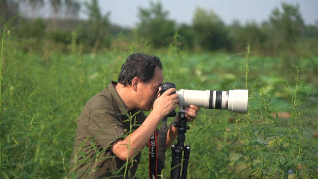 
北京同仁医院黄牛代挂号电话票贩子号贩子网上预约挂号,住院检查加快,新华全媒+丨“它们用翅膀投下了生态赞成票”——“国际湿地城市”安徽合肥湿地保护一线见闻