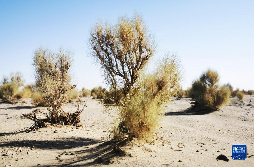 
首都医科大学附属阜外医院黄牛代挂号电话票贩子号贩子网上预约挂号,住院检查加快,踔厉奋发向未来·二十大精神在基层丨内蒙古乌拉特草原牧民：守护北疆绿色生态屏障