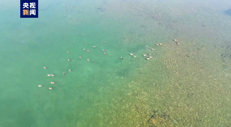 
上海胸科医院黄牛代挂号电话票贩子号贩子网上预约挂号,住院检查加快,40万只候鸟在洞庭湖过冬