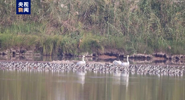 
上海胸科医院黄牛代挂号电话票贩子号贩子网上预约挂号,住院检查加快,40万只候鸟在洞庭湖过冬