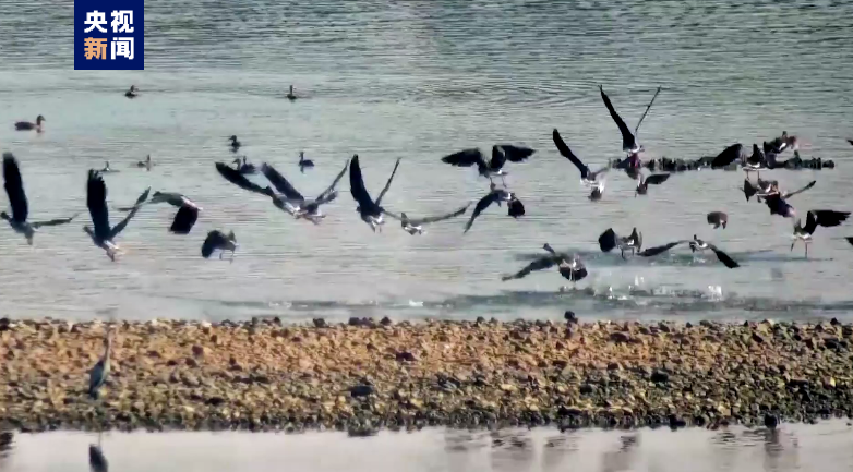 
上海胸科医院黄牛代挂号电话票贩子号贩子网上预约挂号,住院检查加快,40万只候鸟在洞庭湖过冬