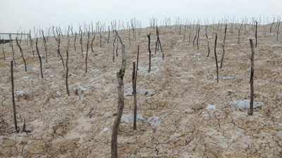 
北京302医院黄牛代挂号电话票贩子号贩子网上预约挂号,住院检查加快,绿了盐碱地 建成新粮仓（人民眼·盐碱地综合利用②）