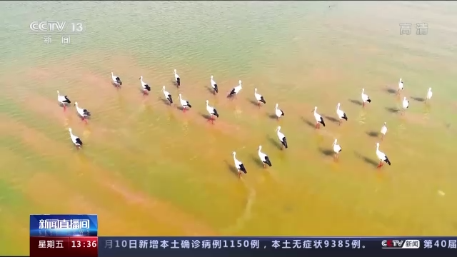
中国医学科学院肿瘤医院黄牛代挂号电话票贩子号贩子网上预约挂号,住院检查加快,《湿地公约》第十四届缔约方大会丨全球协同守护候鸟迁飞通道