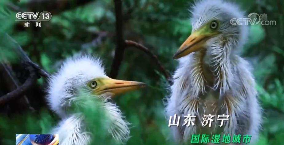 
杭州市七医院黄牛代挂号电话票贩子号贩子网上预约挂号,住院检查加快,“生态美”！湿地，成为美丽中国的名片