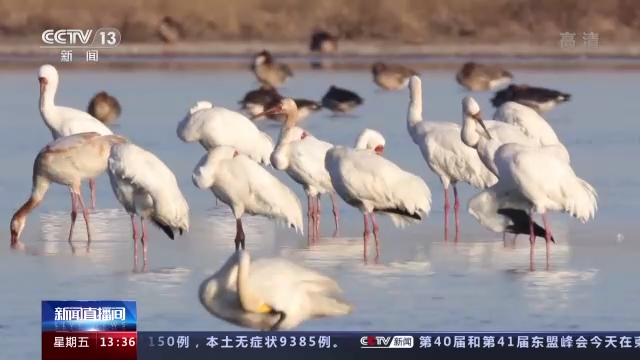 
中国医学科学院肿瘤医院黄牛代挂号电话票贩子号贩子网上预约挂号,住院检查加快,《湿地公约》第十四届缔约方大会丨全球协同守护候鸟迁飞通道