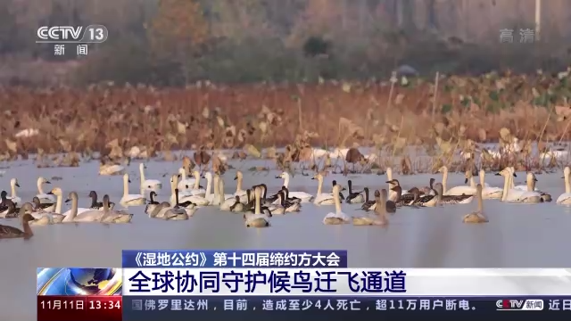
中国医学科学院肿瘤医院黄牛代挂号电话票贩子号贩子网上预约挂号,住院检查加快,《湿地公约》第十四届缔约方大会丨全球协同守护候鸟迁飞通道