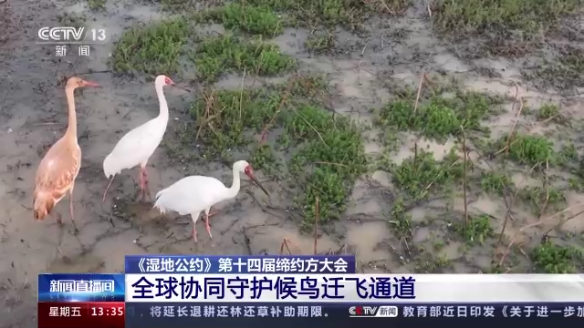 
中国医学科学院肿瘤医院黄牛代挂号电话票贩子号贩子网上预约挂号,住院检查加快,《湿地公约》第十四届缔约方大会丨全球协同守护候鸟迁飞通道