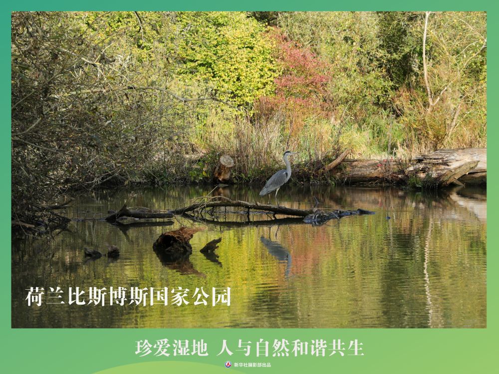 
南京各大医院黄牛代挂号电话票贩子号贩子网上预约挂号,住院检查加快,海报丨珍爱湿地 人与自然和谐共生