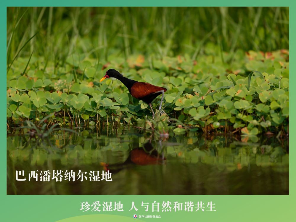 
南京各大医院黄牛代挂号电话票贩子号贩子网上预约挂号,住院检查加快,海报丨珍爱湿地 人与自然和谐共生