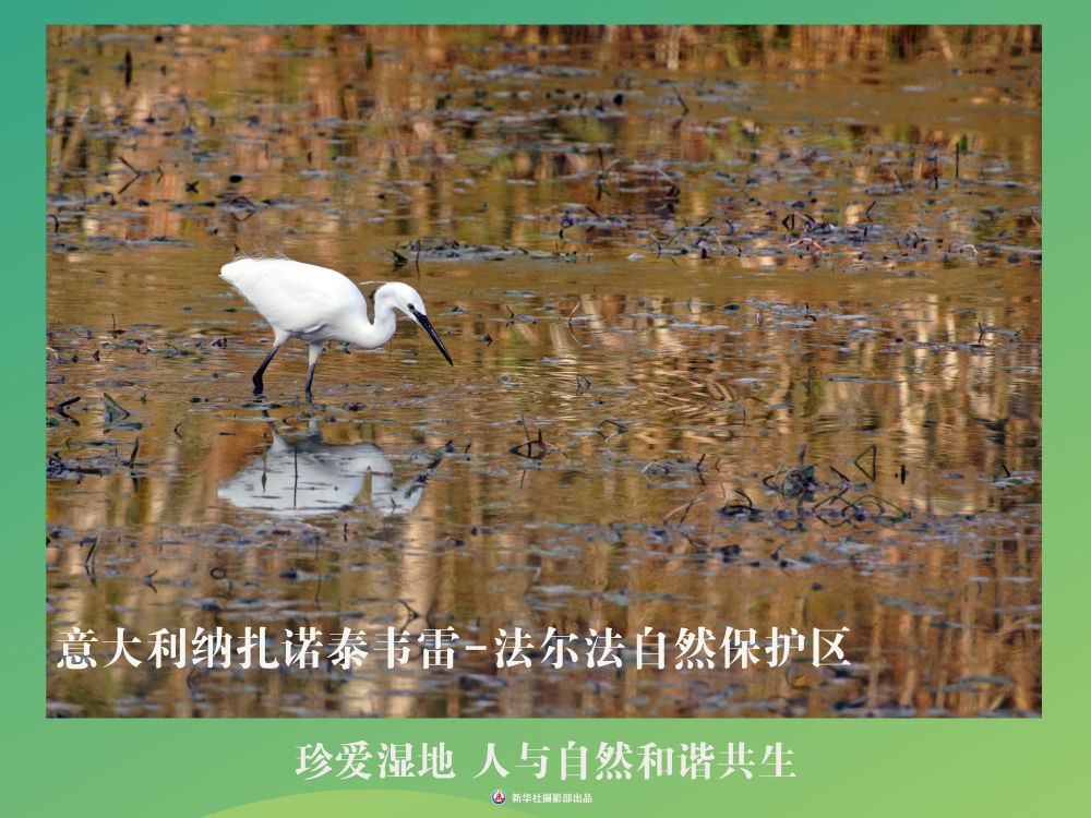 
南京各大医院黄牛代挂号电话票贩子号贩子网上预约挂号,住院检查加快,海报丨珍爱湿地 人与自然和谐共生