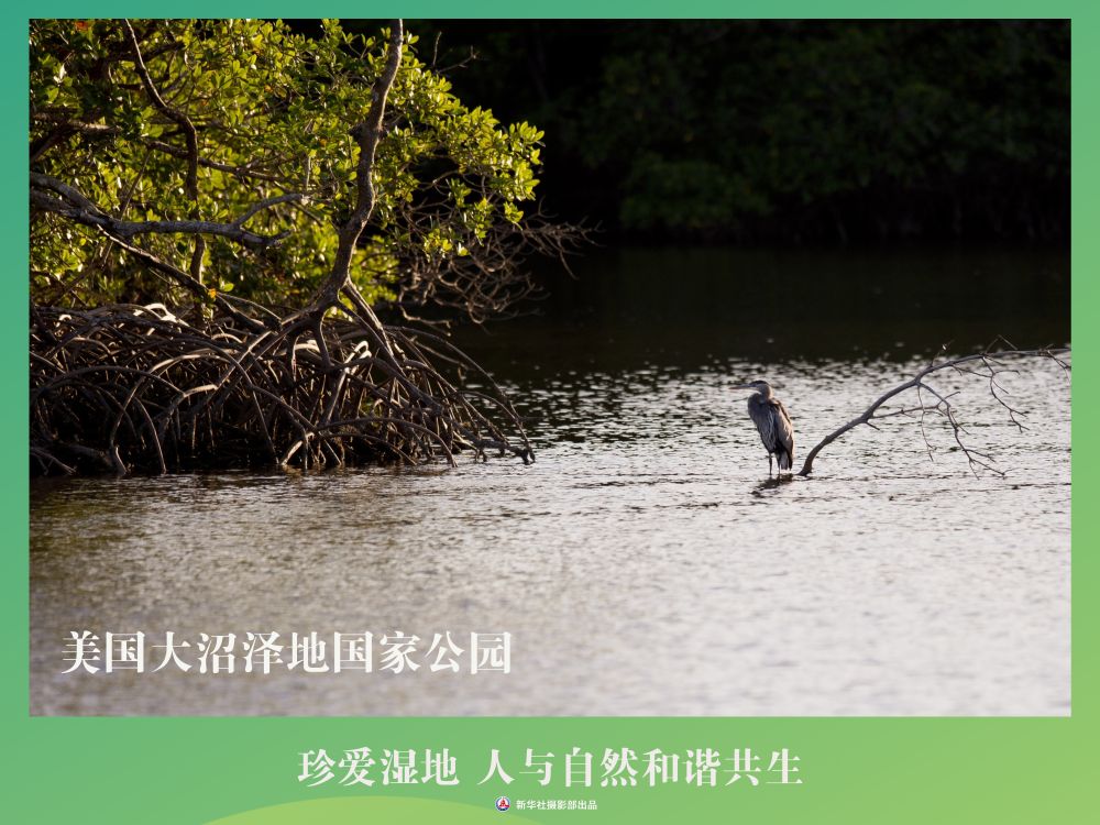 
南京各大医院黄牛代挂号电话票贩子号贩子网上预约挂号,住院检查加快,海报丨珍爱湿地 人与自然和谐共生