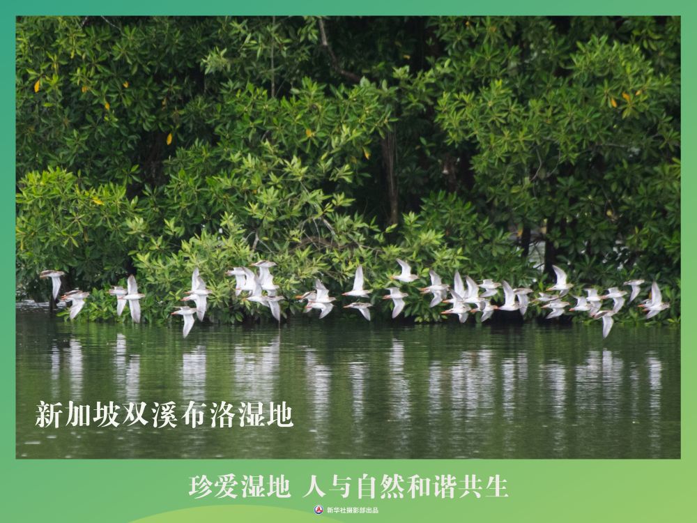 
南京各大医院黄牛代挂号电话票贩子号贩子网上预约挂号,住院检查加快,海报丨珍爱湿地 人与自然和谐共生
