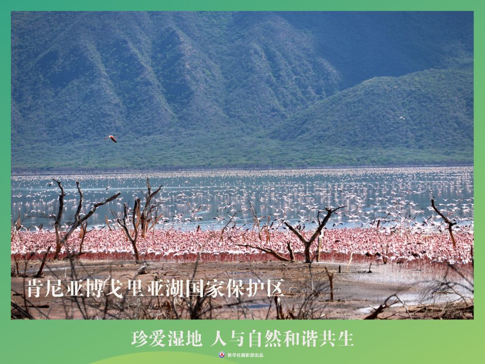 
南京各大医院黄牛代挂号电话票贩子号贩子网上预约挂号,住院检查加快,海报丨珍爱湿地 人与自然和谐共生